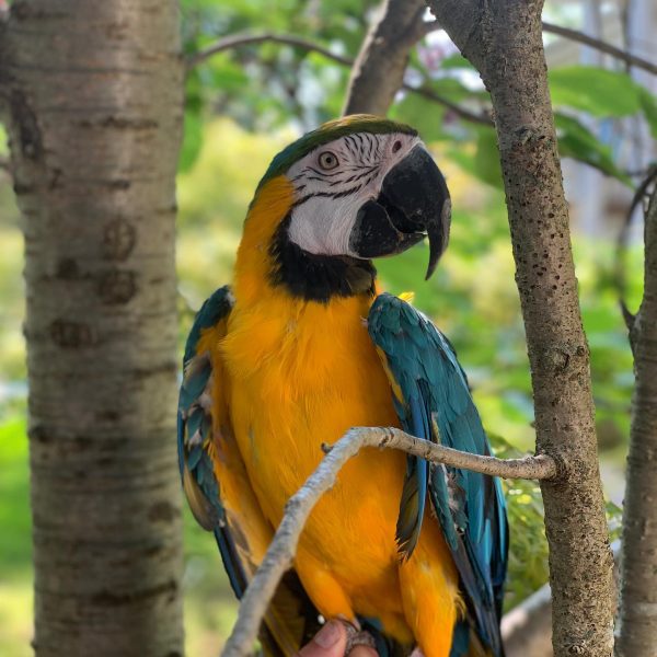 7months male Blue and Gold macaw - Image 3