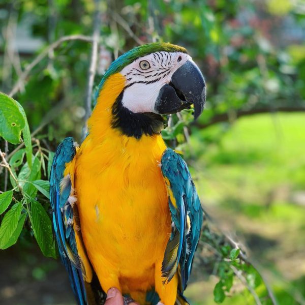 7months male Blue and Gold macaw - Image 4