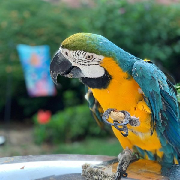7months female blue and gold macaw
