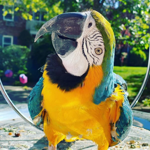 7months female blue and gold macaw - Image 2