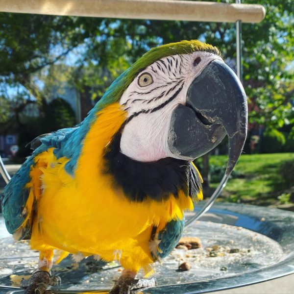 7months female blue and gold macaw - Image 3