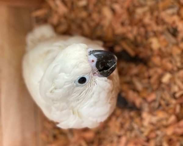 10 weeks Umbrella Cockatoo female - Image 2