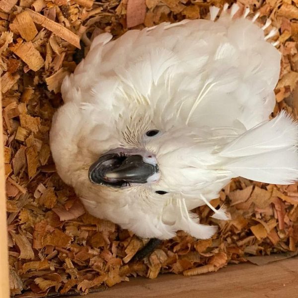 10 weeks Umbrella Cockatoo female - Image 3