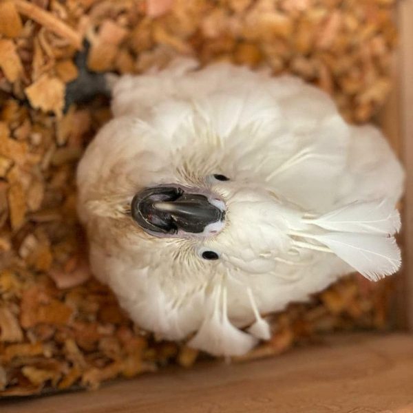 10 weeks Umbrella Cockatoo female - Image 4