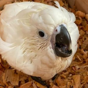 umbrella cockatoo for sale