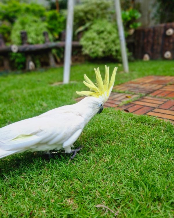8months old female Sulphur crested Cocaktoo - Image 2