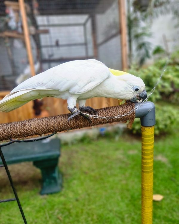 7months female sulphur crested cockatoo - Image 2