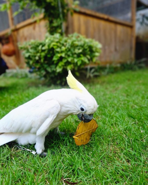 8months old female Sulphur crested Cocaktoo - Image 3