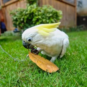 buy Sulphur crested Cocaktoo