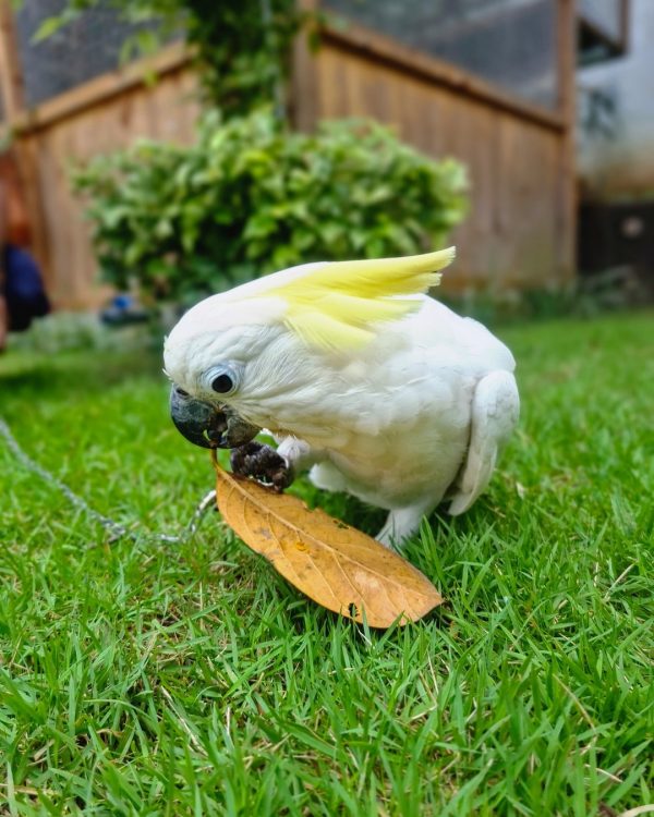 8months old female Sulphur crested Cocaktoo