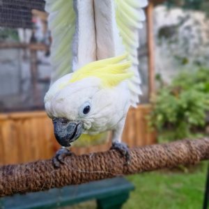 sulphur crested cockatoo​