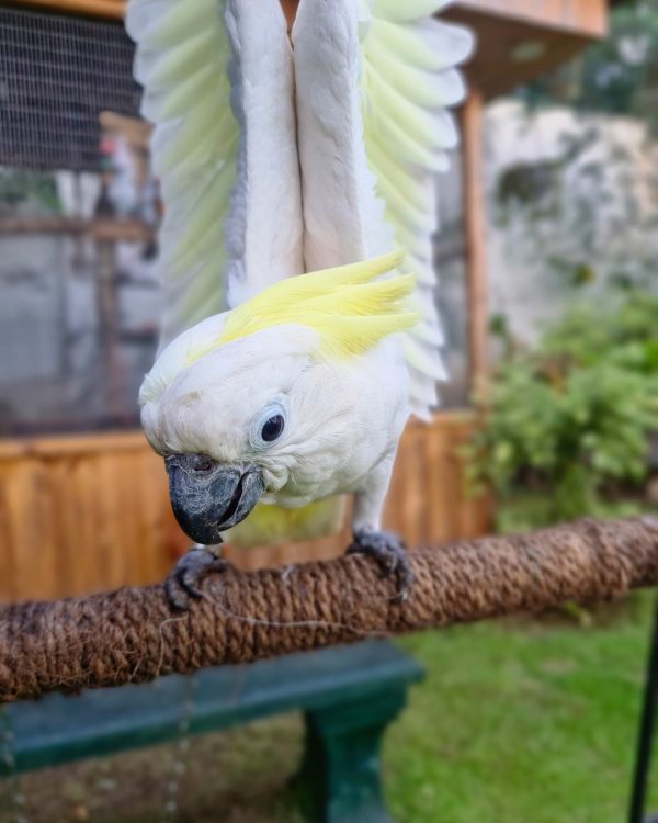 sulphur crested cockatoo​