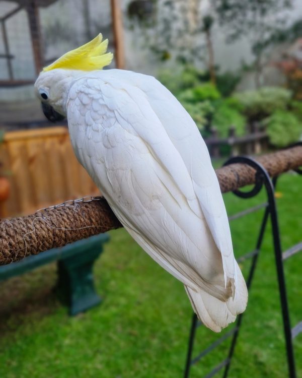 7months female sulphur crested cockatoo - Image 4