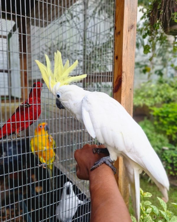 8months old female Sulphur crested Cocaktoo - Image 4