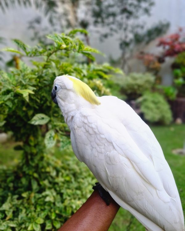 8months old female Sulphur crested Cocaktoo - Image 5