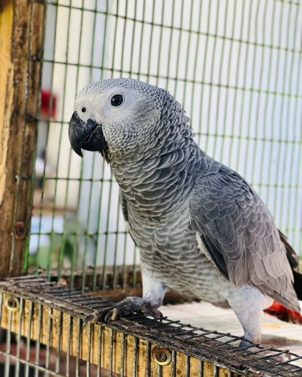 7 Months Old African Grey Pair - Image 2