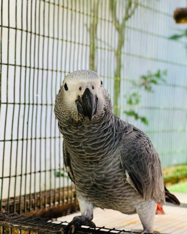 7 Months Old African Grey Pair - Image 3