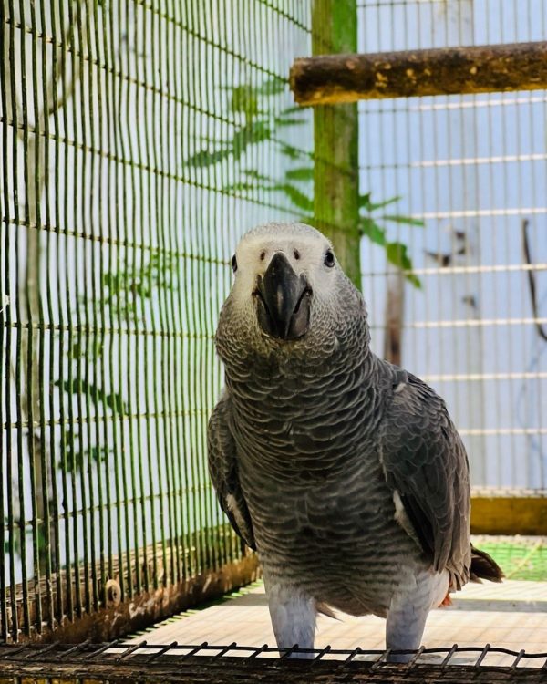 7 Months Old African Grey Pair - Image 4