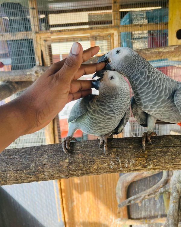 7 Months Old African Grey Pair - Image 5