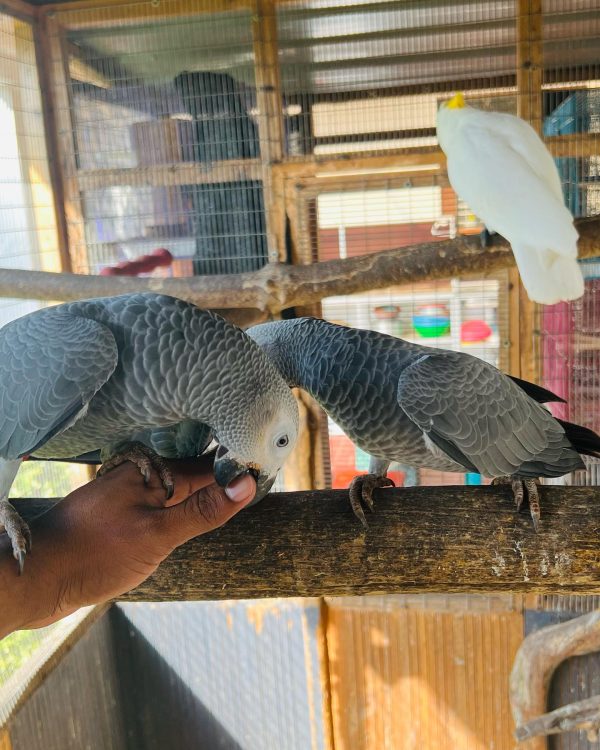 7 Months Old African Grey Pair - Image 6