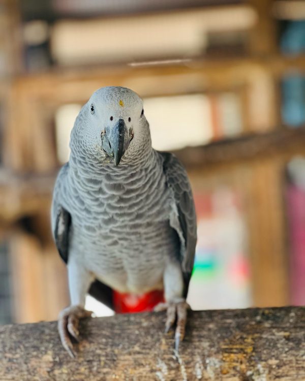 7 Months Old African Grey Pair - Image 7