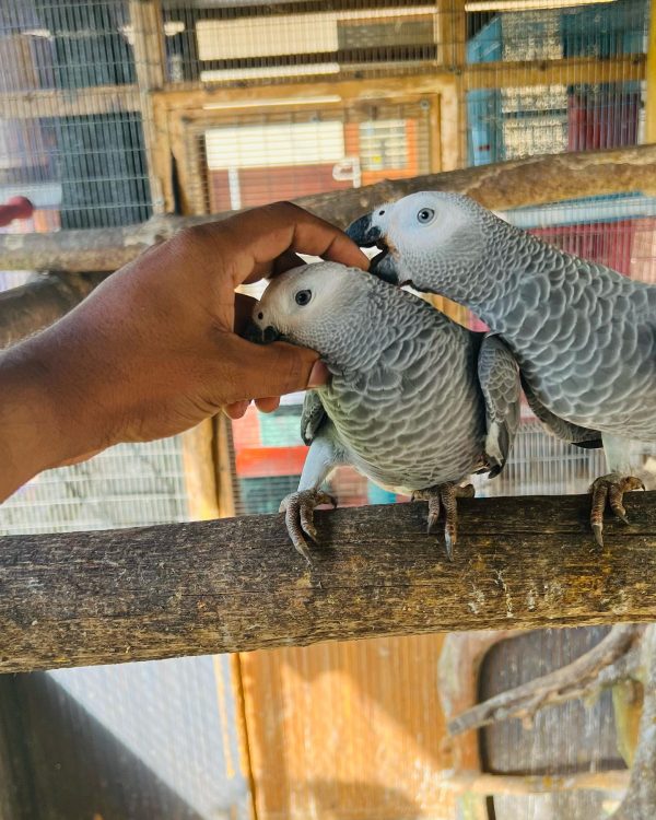 7 Months Old African Grey Pair - Image 8