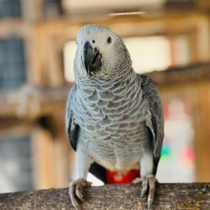 buy African Grey Parrot