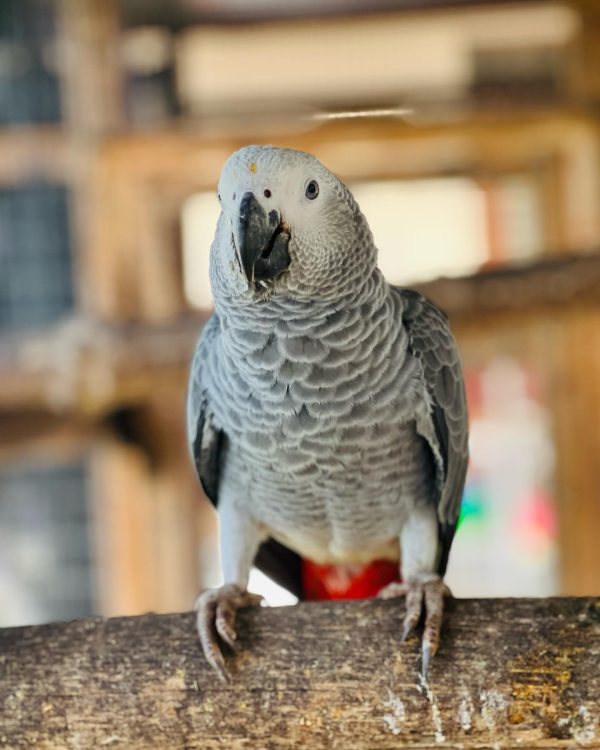 buy African Grey Parrot