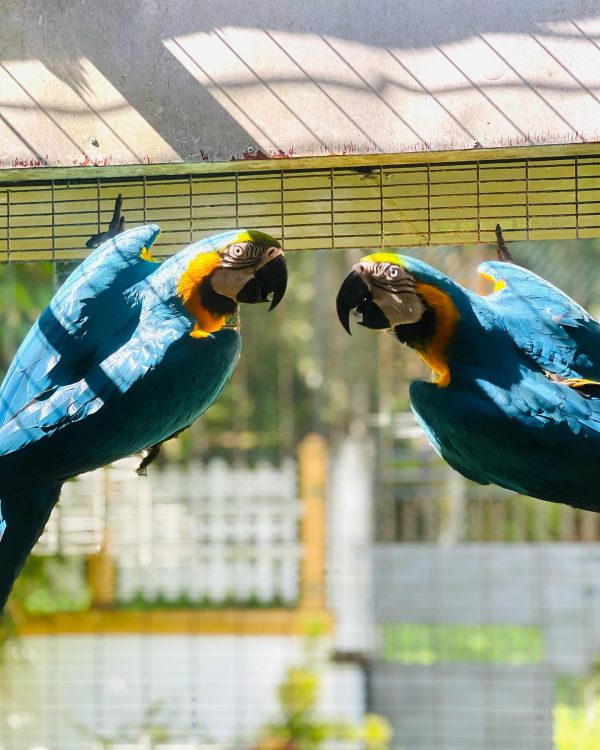 9months Blue and old macaw pair - Image 2