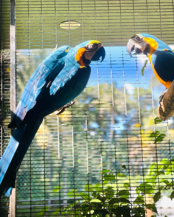 9months Blue and old macaw pair - Image 3