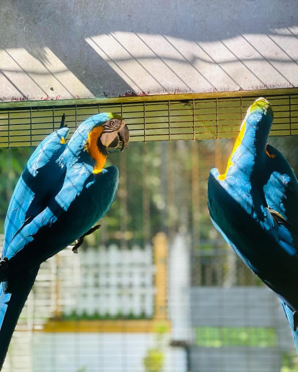 9months Blue and old macaw pair - Image 4