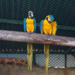 9months Blue and old macaw pair