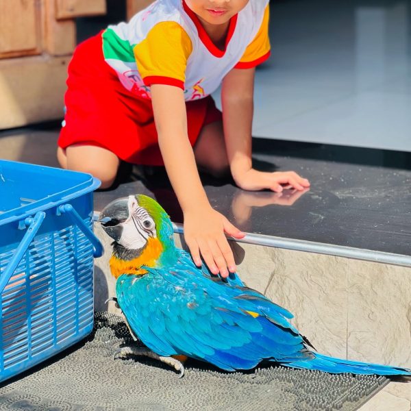 10 weeks Pair Blue and Gold Macaw - Image 2