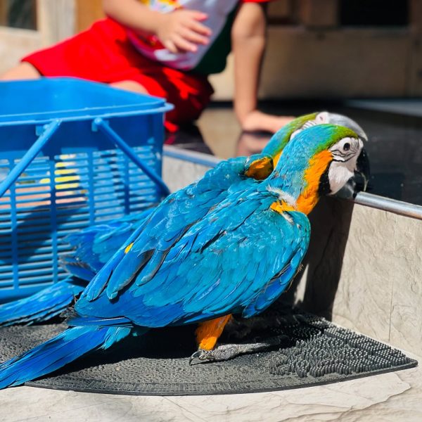 10 weeks Pair Blue and Gold Macaw - Image 3
