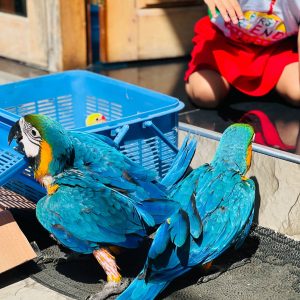 Blue and Gold Macaw