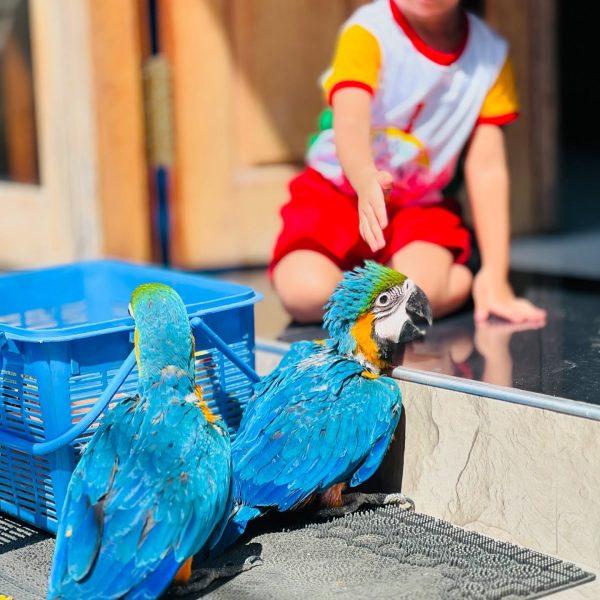 10 weeks Pair Blue and Gold Macaw - Image 4