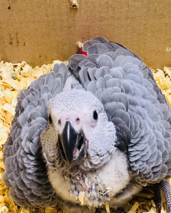 8weeks old African grey female - Image 2