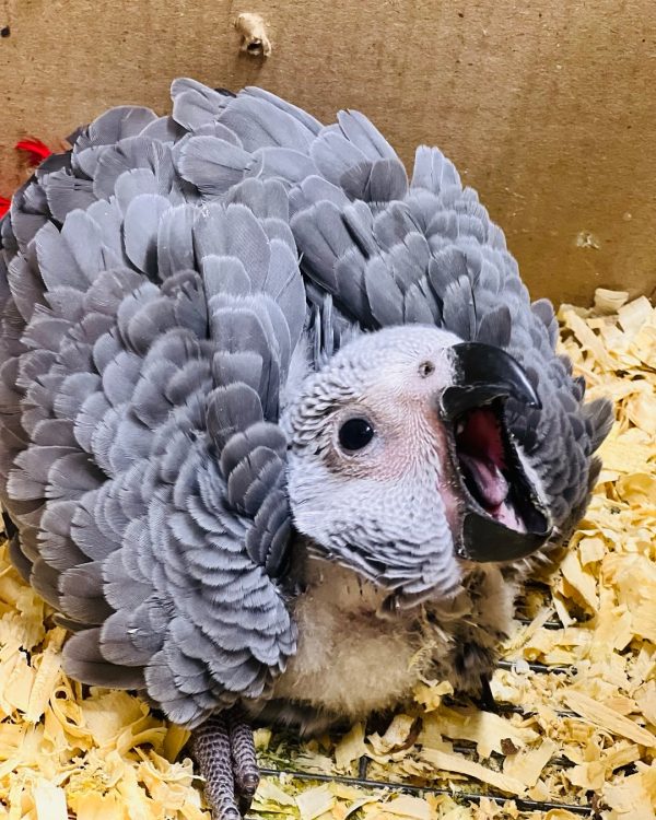8weeks old African grey female - Image 3