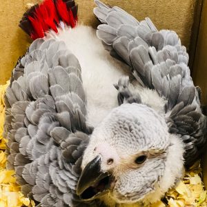 8weeks old African grey female
