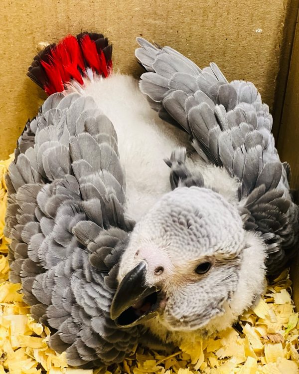 8weeks old African grey female