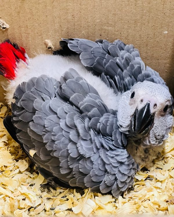 8weeks old African grey female - Image 4