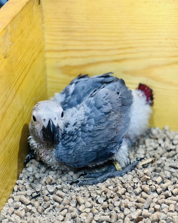 7weeks old African grey male - Image 2