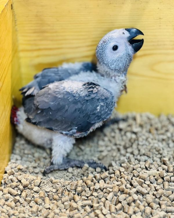 7weeks old African grey male - Image 3