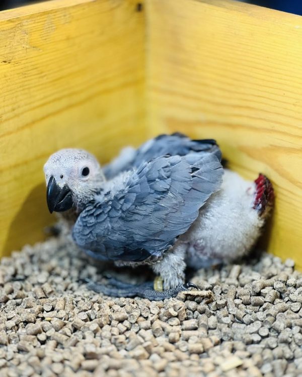 7weeks old African grey male - Image 4