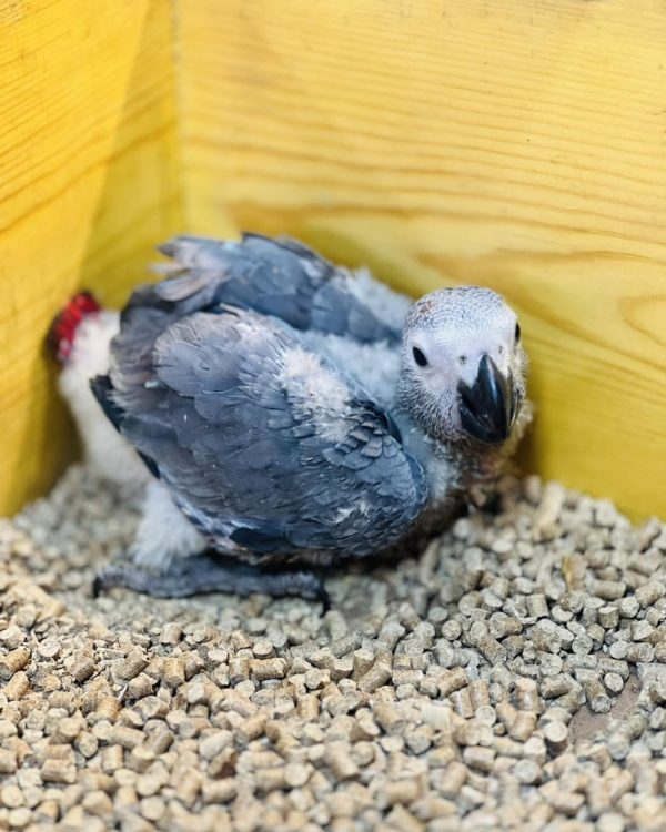 7weeks old African grey male