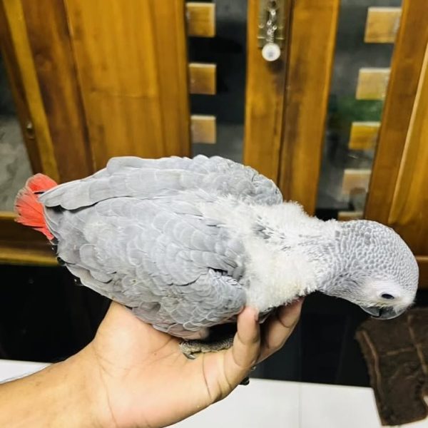 12 Weeks Old Male African Grey - Image 2