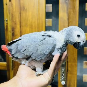 african grey parrot for sale