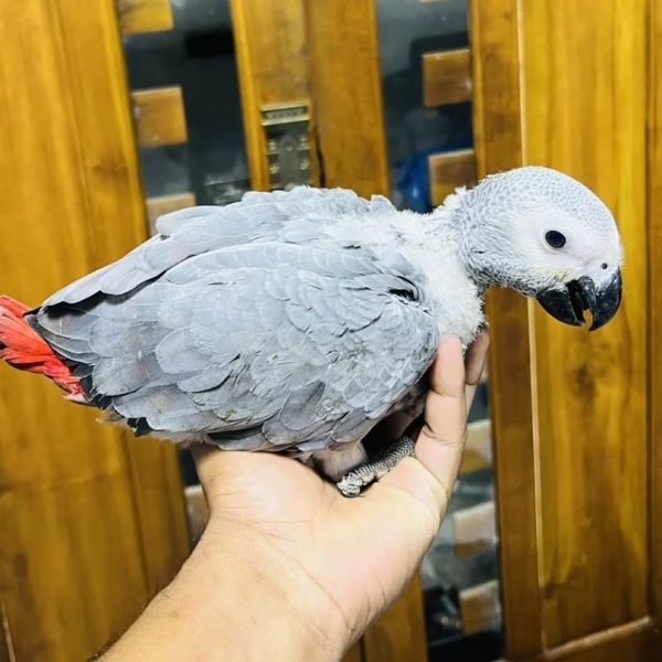 12 Weeks Old Male African Grey - Image 4