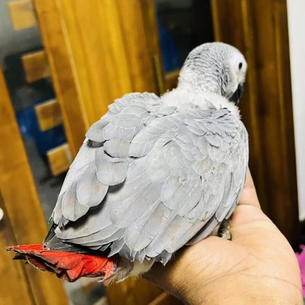 12 Weeks Old Male African Grey - Image 5