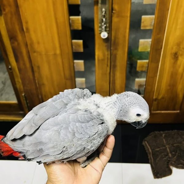 12 Weeks Old Male African Grey - Image 7